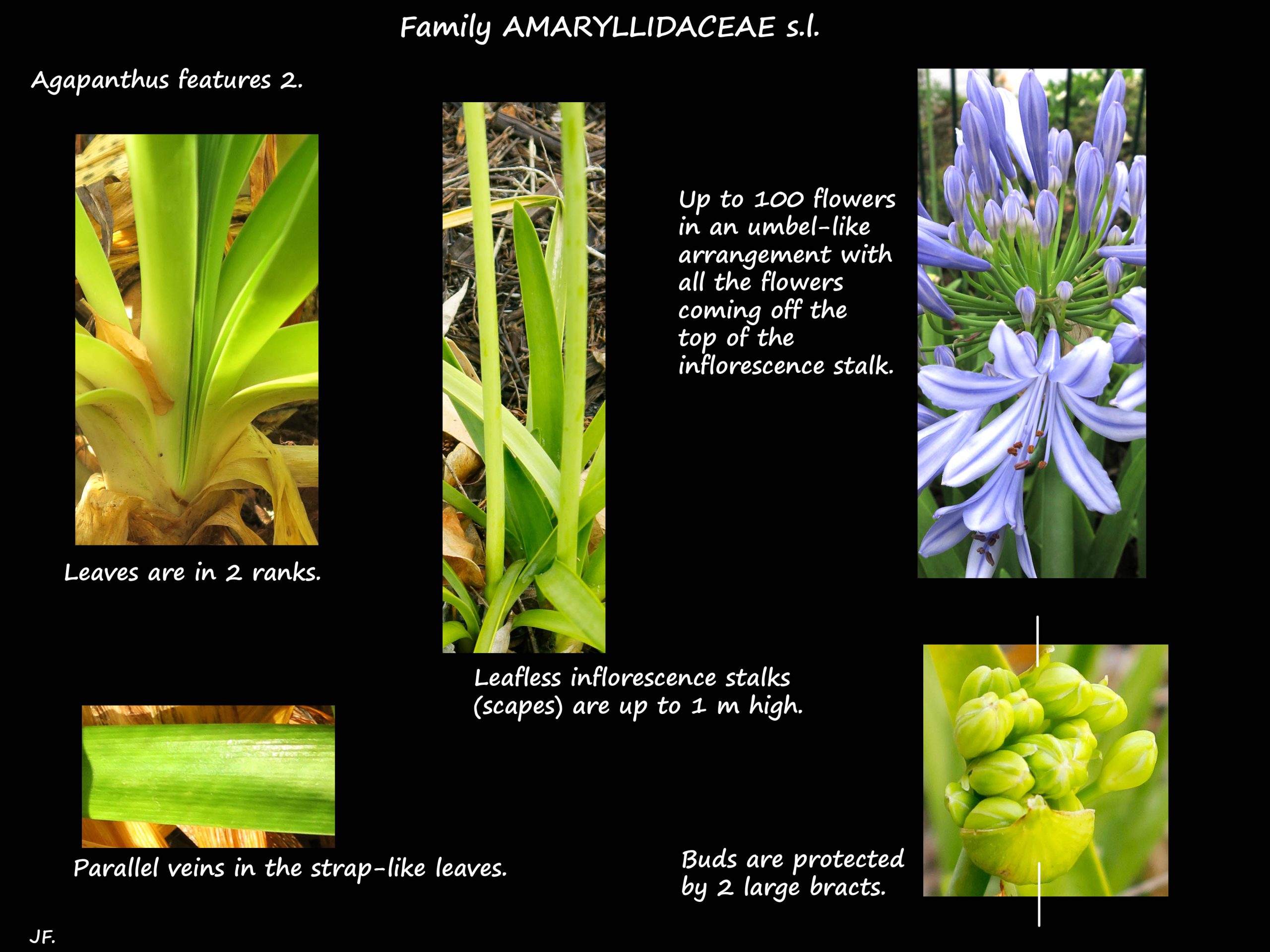 2 Agapanthus leaves & inflorescence bracts